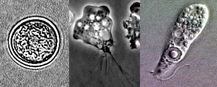 Las tres formas de Naegleria fowleri vistas al microscopio.