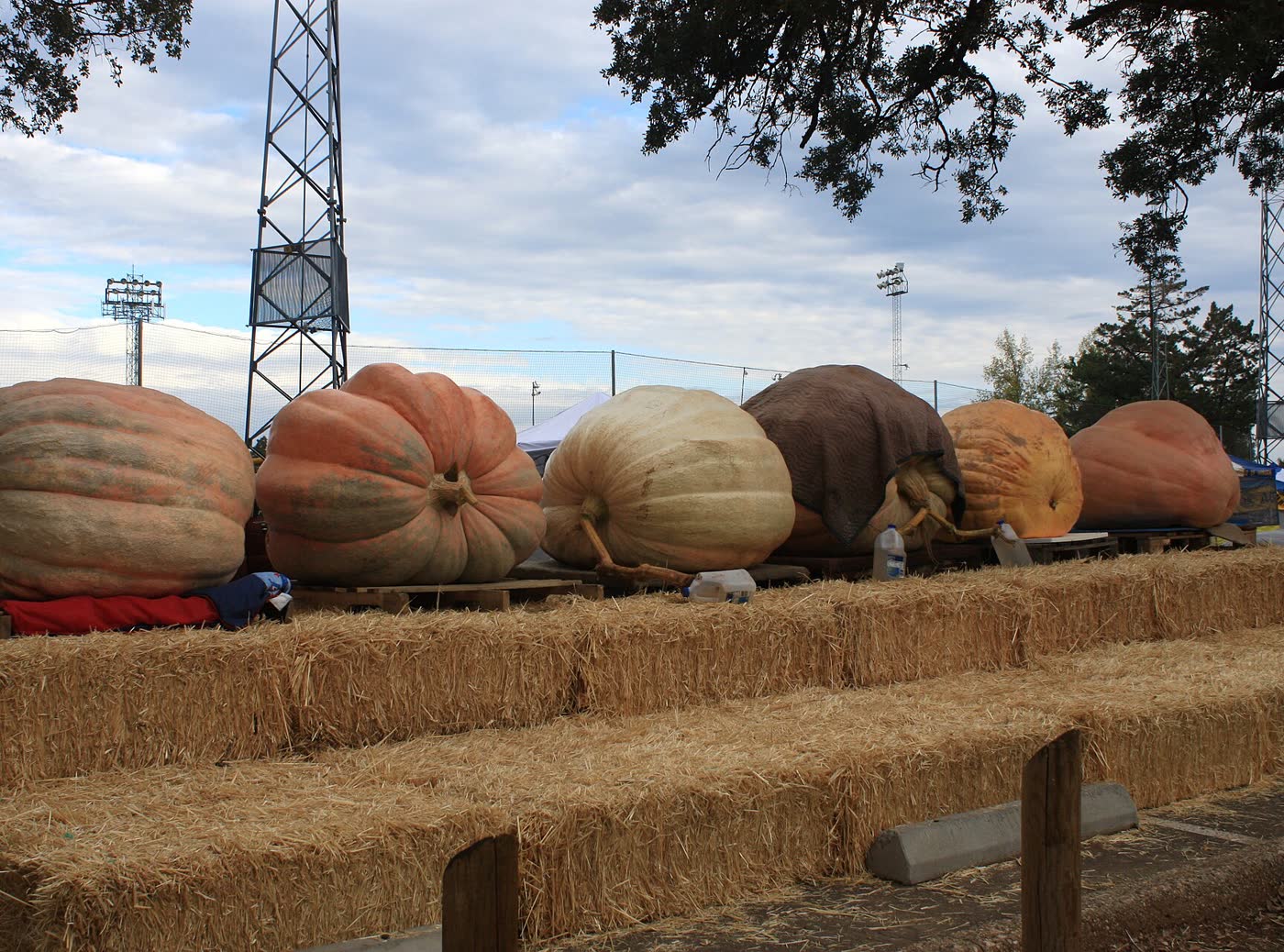 Fila de calabazas gigantes sobre fardos de paja en un festival