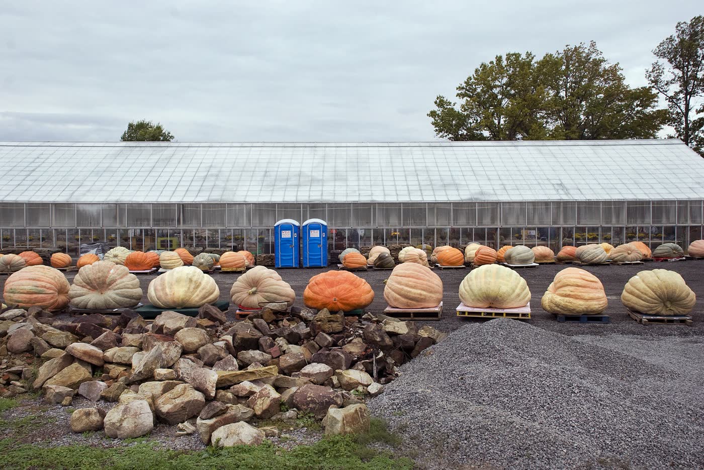Calabazas gigantes esperando el pesaje en un concurso (foto ilustrativa).